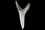 Fossil Shortfin Mako Shark Tooth - Georgia #75276-1